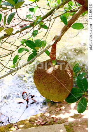 Jacques fruit Jacques fruit 5116638