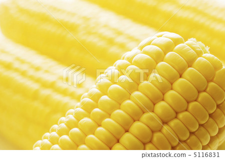 Corn 5116831
