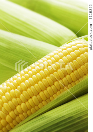 Corn 5116833