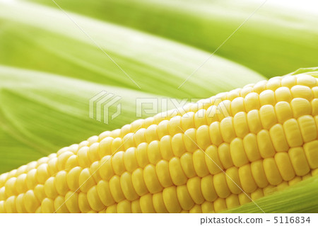 Corn 5116834
