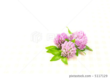 Senior grass 5117129