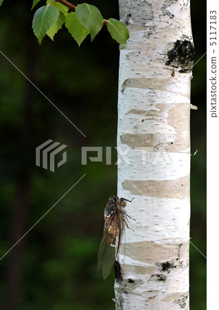 cicada, locust, tree 5117183