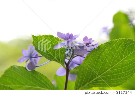 Mountain hydrangea white back 5117344
