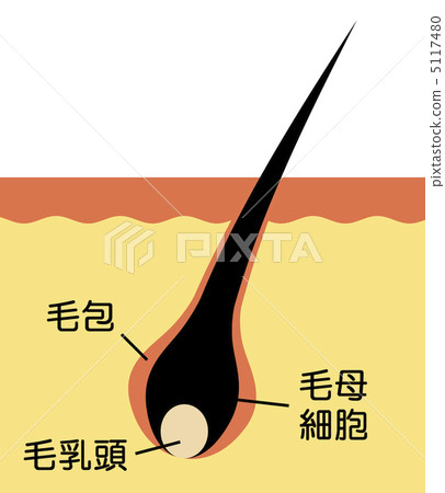 How follicles work - Stock Illustration [5117480] - PIXTA