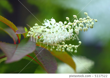Ryoubu的花 Ryoubu的花 5117522