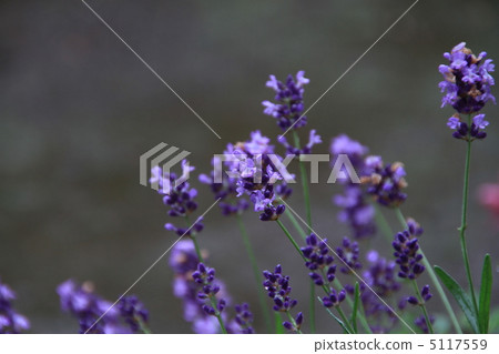 Lavender flowers Lavender flowers 5117559