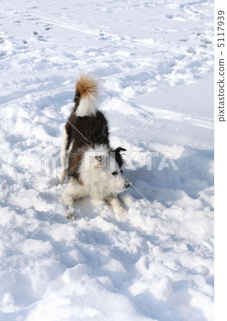 dog in snow dog in snow 5117939