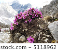 阿爾卑斯山花 5118962