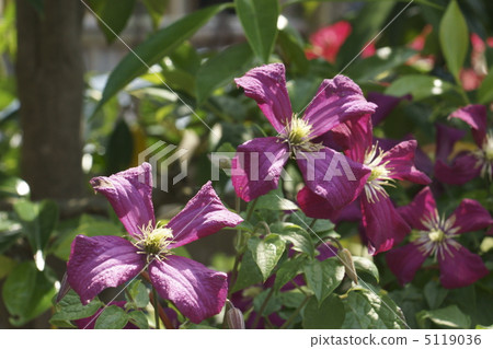 Clematis Clematis 5119036
