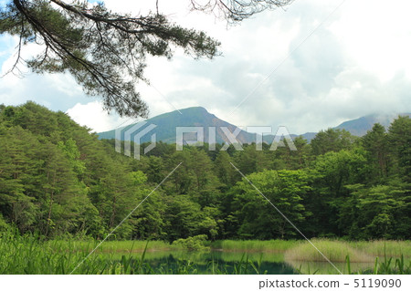 Gotokuma 5119090