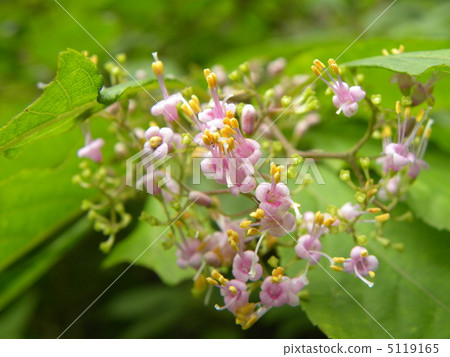 秋天的Murasaki美麗Murasakusibu花的果實 秋天的Murasaki美麗Murasakusibu花的果實 5119165