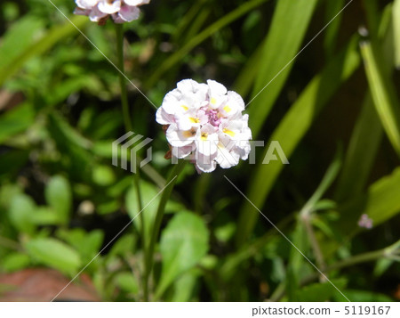 園藝種類Iwadare胭脂白花 5119167