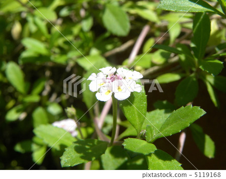 園藝種類Iwadare胭脂白花 5119168