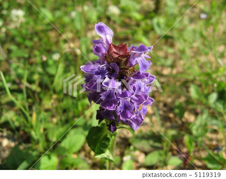 Rice Bogusa Rice Bogusa 5119319