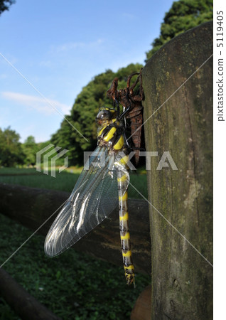 Emergence of Onyangma ① 5119405