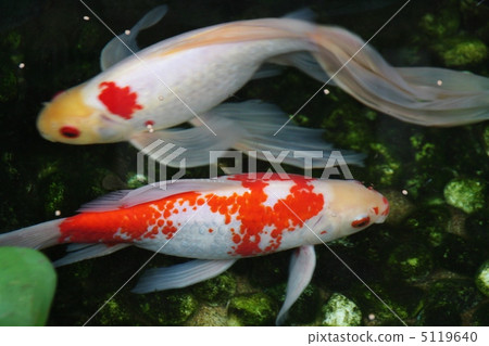 在店面的金魚 在店面的金魚 5119640