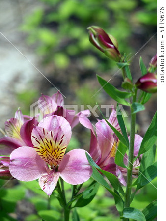 Alstroemeria 5119676