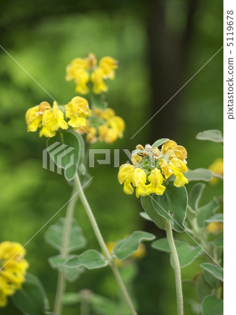 耶路撒冷聖人 5119678