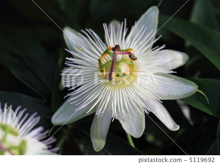 Watch grass flowers 5119692