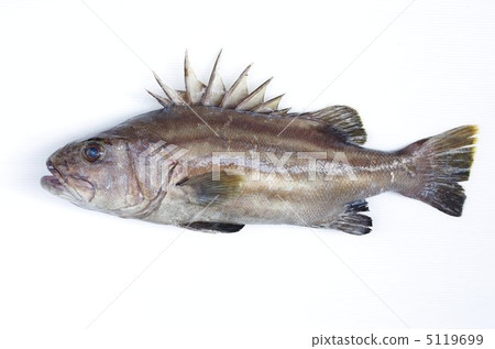 Ouchi Issenagi Ouchi Issenagi 5119699