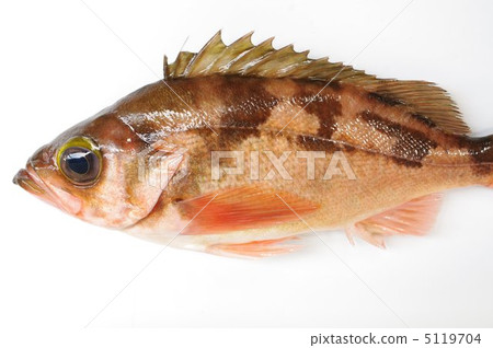 Oki Subaru（Okima Ball） 5119704