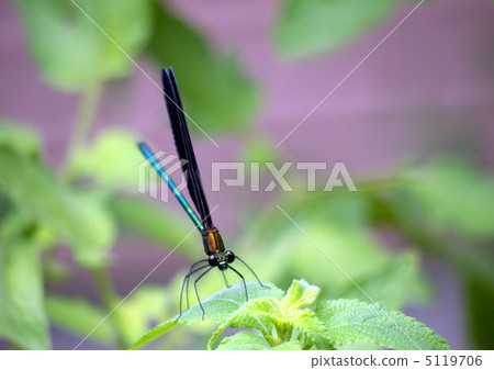 Hagorotombo stopping on the leaves 5119706