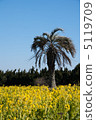 Rape blossoms 5119709