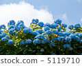 Hydrangea with summer sky 5119710