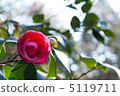 Camellia 5119711