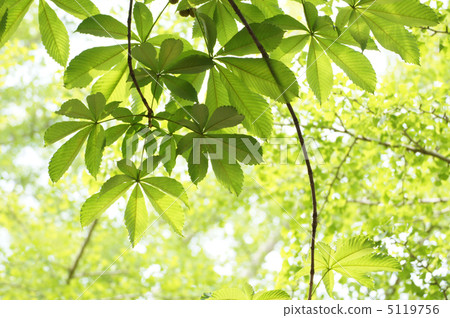 新鮮的綠色tochi葉子 5119756