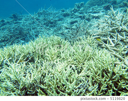 Branch coral group superb view of Okinawa Miyakojima Snorkeling spot Yae dune 5119820