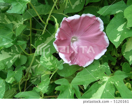 Morning glory Flower Jiro 5120161