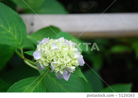 hydrangea flower 5120163
