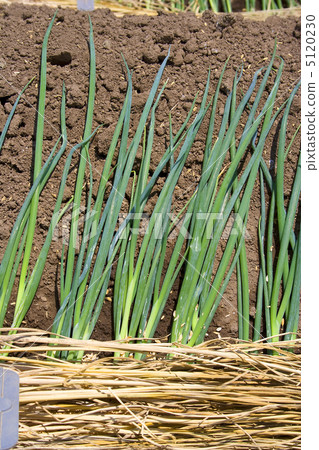 Onion field 3 Onion field 3 5120230