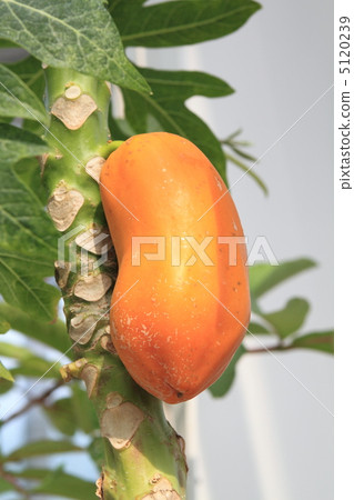 Papaya 5120239