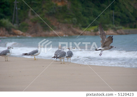 Seagulls to fly away 5120423