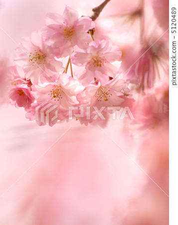 Drooping cherry tree Drooping cherry tree 5120489