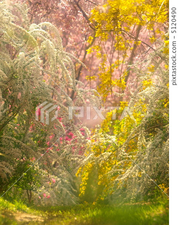 春天的景色 5120490