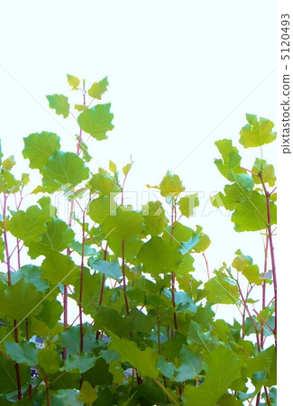 A young tree of Hankinhase extending to the sky 5120493