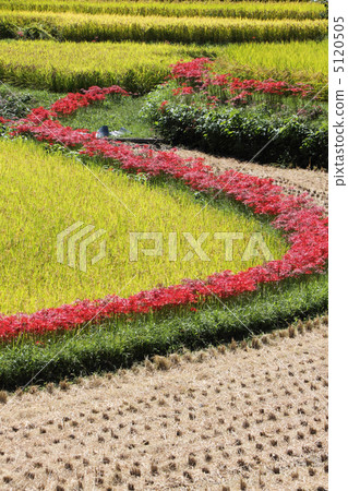 Shikoku mountain, fall of fertility 5120505