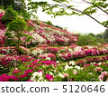 Mie Murotoji的杜鵑花 5120646