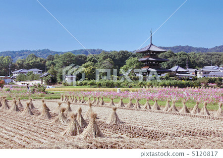 秋天的Jokoji 5120817