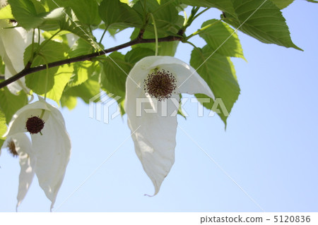 Handkerchief 5120836