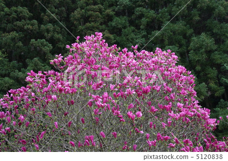 Magnolia Magnolia 5120838