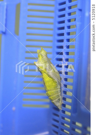 燕尾蝶（蛹）的蛹 5120918