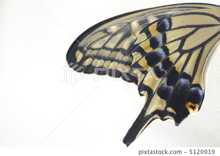 燕尾蝴蝶翅膀 5120919