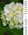 Hydrangea's wedding bouquet 5121395
