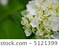Hydrangea's wedding bouquet 5121399