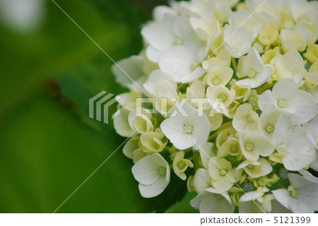 Hydrangea's wedding bouquet Hydrangea's wedding bouquet 5121399