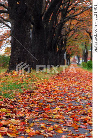 Fallen leaves Fallen leaves 5121401